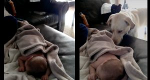 pas pokriva novorođenče petface