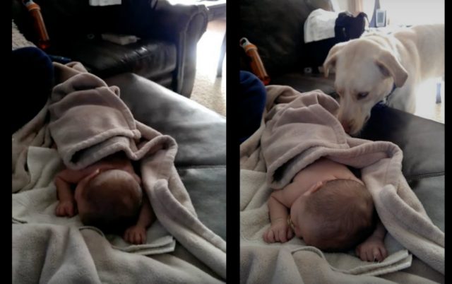 pas pokriva novorođenče petface