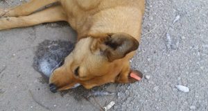 otrovan pas u kosovskoj mitrovici petface