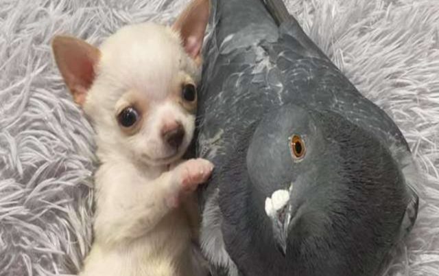 Pas i golub najbolji drugari, petface