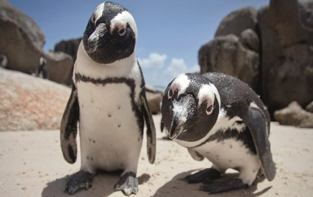 Pingvini govore kao ljudi, petface