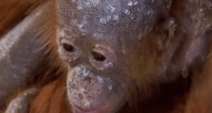 Emotivni susret mame i bebe orangutana, petface