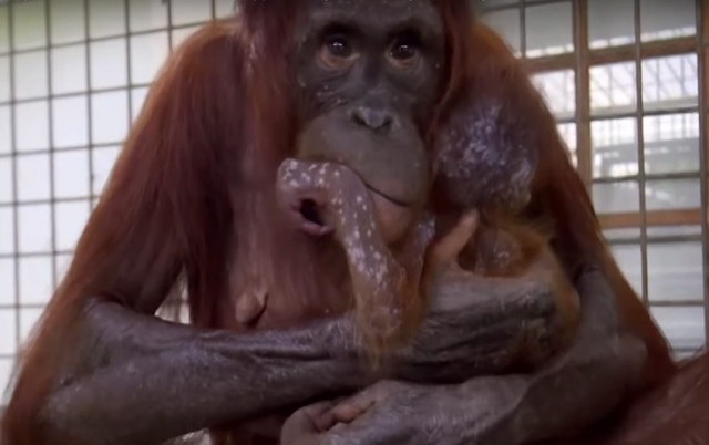 Emotivni susret mame i bebe orangutana, petface