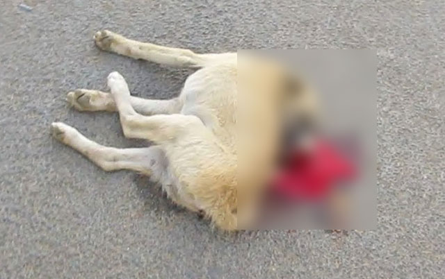 ubijen pas na ulici