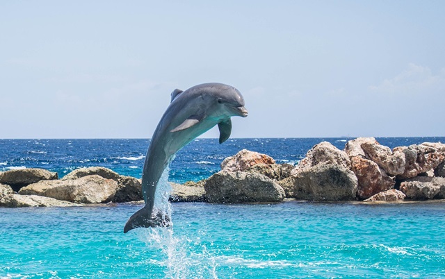 međunarodni dan delfina
