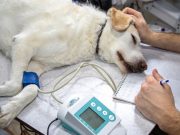 obrati paznju petface