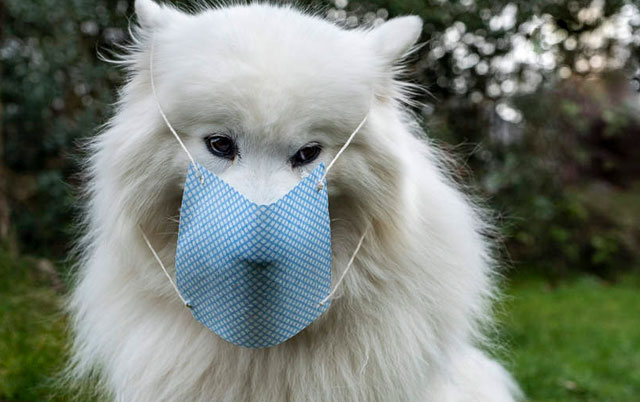 pas sa zaštitnom maskom