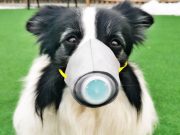 pas sa zaštitnom maskom