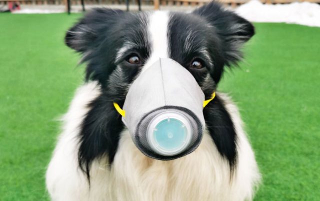 pas sa zaštitnom maskom