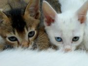 DA LI MAČKA TREBA DA PIJE MLEKO? PETFACE