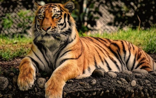 Prvi tigar u svetu zaražen korona virusom petface