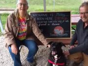 vredelo je čekati, petface