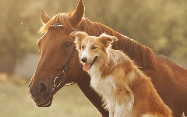 pas i konj