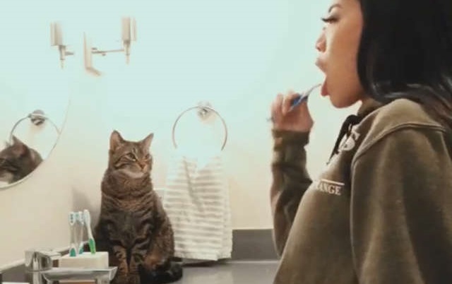 mačak koji pere zube petface