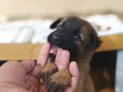 ZAŠTO SE ŠTENE NE RAZVIJA? petface