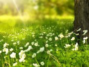 PROLEĆNE OPASNOSTI petface