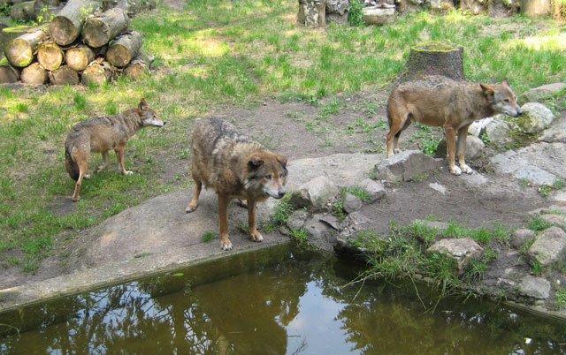 vukovi u zoo vrtu