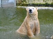 beli medved u zoo vrtu