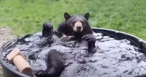 Medved se kupa