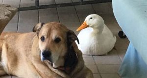 patka spasla psa