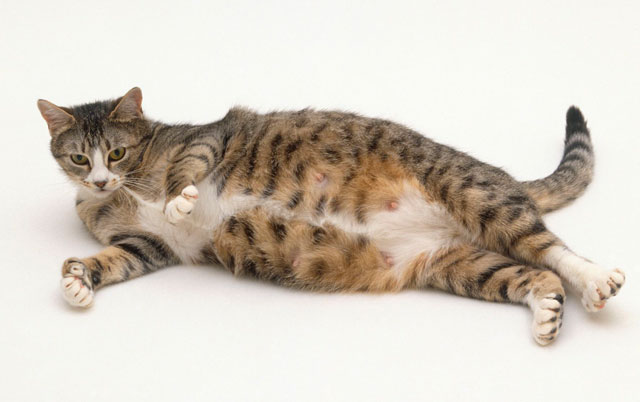 mačka sa lažnom trudnoćom