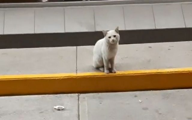 mačka ispred supermarketa