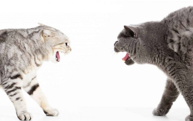 mačke se svađaju