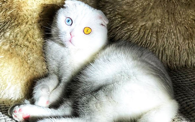 Mačka sa očima različitih boja 