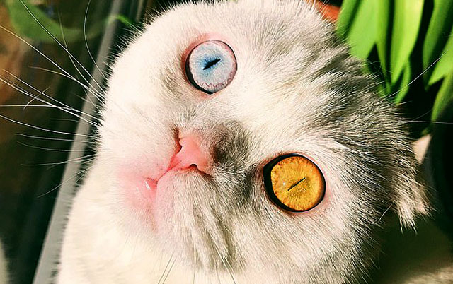 Mačka sa očima različitih boja 