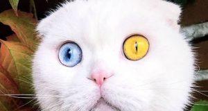 Mačka sa očima različitih boja