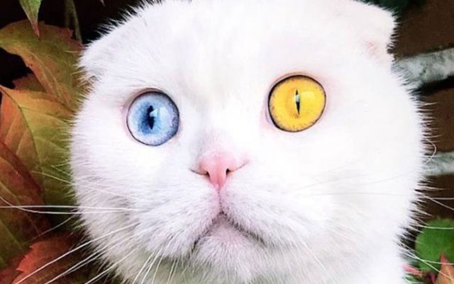 Mačka sa očima različitih boja