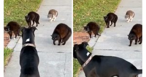 mačke napale psa