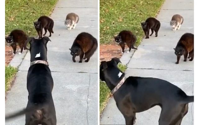 mačke napale psa