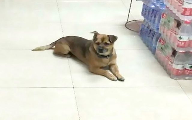pas čeka vlasnika