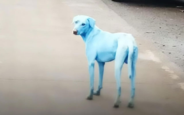 plavi psi u indiji