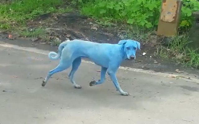 plavi psi u indiji