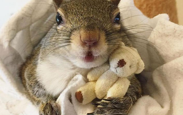 veverica zvezda instagrama