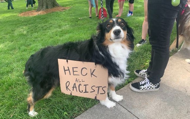 psi protiv rasizma, petface
