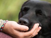 KAKO PSI BIRAJU OMILJENU OSOBU – Da li ste vi omiljena osoba vašeg psa? kako psi biraju omiljenu osobu