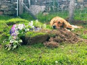 KAKO PSI TUGUJU ZBOG SMRTI DRUGOG LJUBIMCA kako pas tuguje