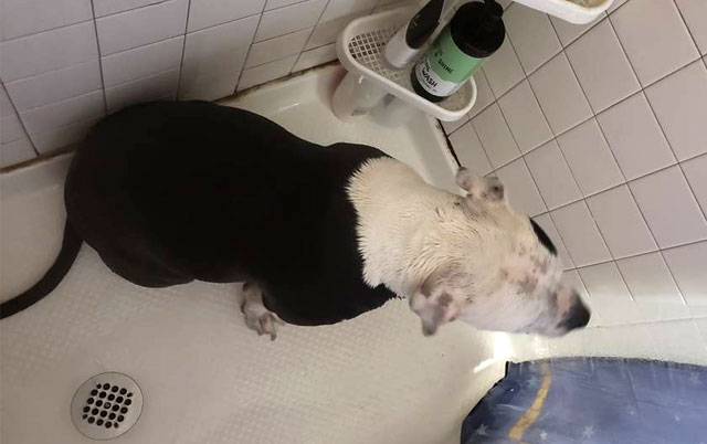 zašto psi polude posle kupanja