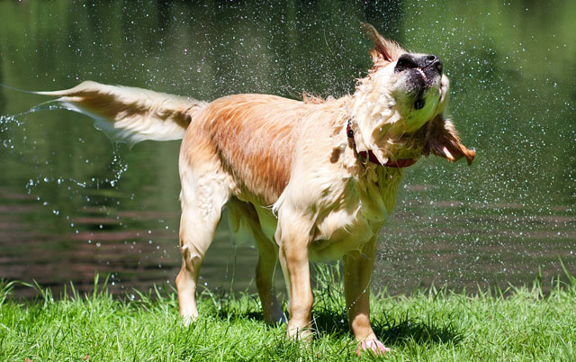 zašto psi polude posle kupanja