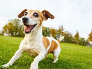 ZAŠTO PSI POLUDE POSLE KUPANJA? zašto psi polude posle kupanja