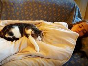 SPAVATI SA MAČKOM: DA ILI NE? spavanje sa mačkom