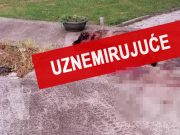 UBIJEN ŠARPLANINAC – ISPALJENO U NJEGA 10 METAKA! Krivično delo ili samoodbrana?! (UZNEMIRUJUĆE)