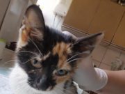 ZASTRAŠUJUĆE! Mačetu IŠČUPALI CEO REP SA KOŽOM! (UZNEMIRUJUĆ SADRŽAJ)