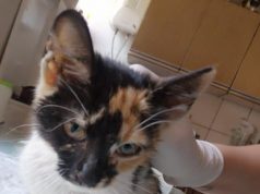 ZASTRAŠUJUĆE! Mačetu IŠČUPALI CEO REP SA KOŽOM! (UZNEMIRUJUĆ SADRŽAJ)