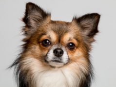 ZAŠTO ČIVAVE TOLIKO DRHTE