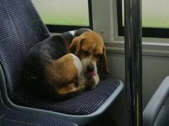 Napušten pas se vozi autobusom