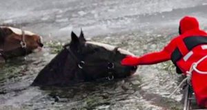 dva konja propala u ledenu vodu